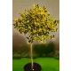 OSTROKRZEW zielono - żółty na pniu GOLDEN KING - sadzonki 100 / 120 cm
