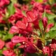 KRZEWUSZKA WEIGELA czerwona Red Prince - sadzonki 5 / 15 cm