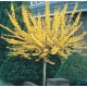 FORSYCJA na pniu słońce w ogrodzie - sadzonki 140 / 160 cm