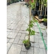 LAGERSTROEMIA jasnoróżowa bez południa - sadzonki 100 / 130 cm