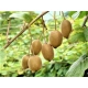 KIWI samopylne duże sadzonki odporna na mróz - sadzonki 10 / 15 cm