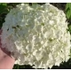 HORTENSJA DRZEWIASTA Bounty - sadzonki 60 / 80 cm