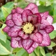 CIEMIERNIK Double Dark Pink - sadzonki 10 / 15 cm