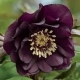 CIEMIERNIK Double Ellen Purple - sadzonki 10 / 15 cm