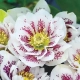 CIEMIERNIK biało-purpurowy - sadzonki 10 / 15 cm