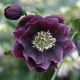 CIEMIERNIK Double Ellen Purple - sadzonki 10 / 15 cm