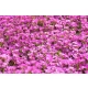 GĘSIÓWKA KAUKASKA Deep Rose - sadzonki 10 / 20 cm