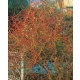 WIERZBA MANDŻURSKA Pakiet 5 sztuk - sadzonki 120 / 140 cm
