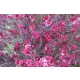 MANUKA Leptospermum scoparium Red Damask miododajne lecznicze - sadzonki 5 / 10 cm