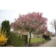 MAGNOLIA SUSAN - sadzonki 40 / 60 cm