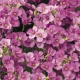 GĘSIÓWKA KAUKASKA Deep Rose - sadzonki 10 / 20 cm