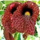 KOKORNAK pnącze ARISTOLOCHIA MACROPHYLLA odporna na mróz - sadzonki 80 / 100 cm