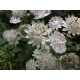 JARZMIANKA Diamonds White - sadzonki 10 / 15 cm