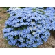 HORTENSJA ogrodowa niebieska Blaumeise - sadzonki 10 / 15 cm