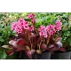 BERGENIA SERCOLISTNA Flirt zimozielona - sadzonki 10 / 15 cm