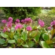 BERGENIA GRUBOLISTNA - sadzonki 10 / 20 cm