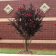 LAGERSTROEMIA CZERWONA czerwony liść - sadzonki 50 / 70 cm