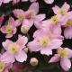 CLEMATIS POWOJNIK GÓRSKI różowy - sadzonki 10 / 20 cm