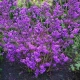 PIĘKNOTKA Bodiniera Profusion - sadzonki 30 / 40 cm