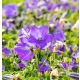 DZWONEK KARPACKI Blaue Clips - sadzonki 10 / 20 cm