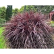 KORDYLINA AUSTRALIJSKA Red Sensation - sadzonki 20 / 30 cm