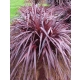 KORDYLINA AUSTRALIJSKA Red Sensation - sadzonki 20 / 30 cm