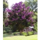 LAGERSTROEMIA na pniu Fioletowo-rózowa bez południa - sadzonki 70 / 90 cm
