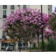 LAGERSTROEMIA na pniu Fioletowo-rózowa bez południa - sadzonki 70 / 90 cm