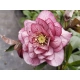 CIEMIERNIK Double Dark Pink - sadzonki 10 / 15 cm
