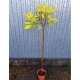 DEREŃ żółto-zielono-biały szczepiony na pniu - sadzonki 130 / 150 cm