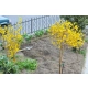 FORSYCJA na pniu słońce w ogrodzie - sadzonki 140 / 160 cm