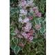 KRZEWUSZKA WEIGELA Nana Variegata - sadzonki 5 / 15 cm