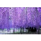GLICYNIA WISTERIA szczepiona fioletowo - niebieska - sadzonki 120 / 150 cm