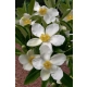 GORDLINIA wielkokwiatowa - sadzonki 80 / 100 cm