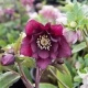 CIEMIERNIK Double Dark Pink - sadzonki 10 / 15 cm