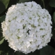 HORTENSJA DRZEWIASTA Bounty - sadzonki 60 / 80 cm