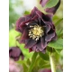 CIEMIERNIK Double Ellen Purple - sadzonki 10 / 15 cm