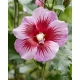 HIBISKUS NA PNIU Tower Purple - sadzonki 100 / 130 cm