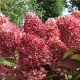 HORTENSJA bukietowa Gardenlight Redlight - sadzonki 20 / 30 cm