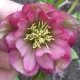 CIEMIERNIK Double Dark Pink - sadzonki 10 / 15 cm