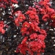 LAGERSTROEMIA CZERWONA czerwony liść - sadzonki 50 / 70 cm