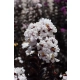 LAGERSTROEMIA BIAŁA czerwony liść - sadzonki 50 / 70 cm