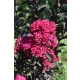 LAGERSTROEMIA RÓŻOWA czerwony liść - sadzonki 50 / 70 cm