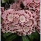 KALMIA Ginkona - sadzonki 30 / 50 cm