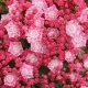KALMIA Kardinal - sadzonki 30 / 50 cm
