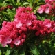 KALMIA Kardinal - sadzonki 30 / 50 cm