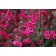 MANUKA Leptospermum scoparium Red Damask miododajne lecznicze - sadzonki 5 / 10 cm