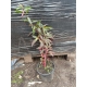 LOBELIA Queen Victoria - sadzonki 10 / 15 cm