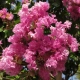 LAGERSTROEMIA jasnoróżowa bez południa - sadzonki 100 / 130 cm