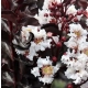 LAGERSTROEMIA BIAŁA czerwony liść - sadzonki 50 / 70 cm